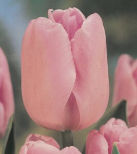 �`���[���b�v�@�}�炫�@���@11cm���@5��