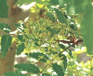 y|Cg20{IIzԃTVE@ږؕc@1{