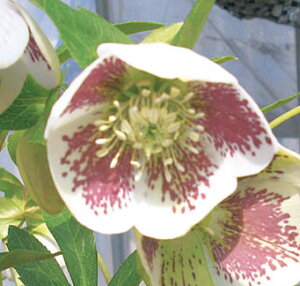 NX}X[Y@cz@VOub`n@2.5|bgc@1