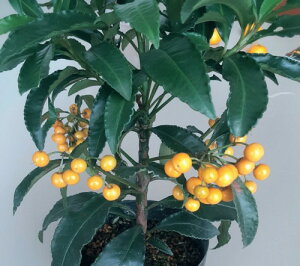 @ߘảh@(o蒆jt@4@1{