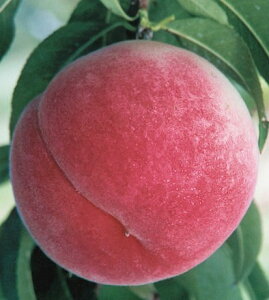 y|Cg20{IIIz@iRj@ږؕc@1{