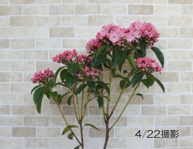 楽天市場 カルミア 苗の通販
