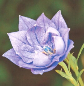 楽天市場 紫 種類 植物 フロックス 花 ガーデン Diy の通販
