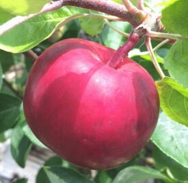 楽天市場 ワラビ 栽培 苗の通販