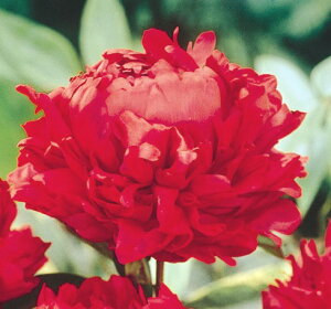 苗 シャクヤクの人気商品 通販 価格比較 価格 Com