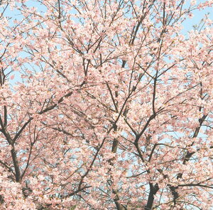 苗 桜 植木 盆栽の人気商品 通販 価格比較 価格 Com 苗 桜 植木 盆栽の人気商品 通販 価格比較 価格 Com