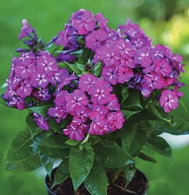 楽天市場 宿根 フロックス 苗の通販