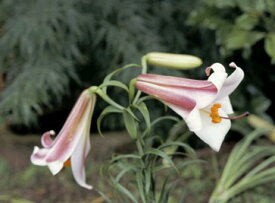 最高のタカサゴユリ 球根 最高の花の画像 最高のタカサゴユリ 球根 最高の花の画像