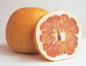 チャンドラ ポメロ