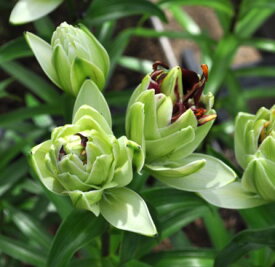 楽天市場 ユリ 球根 八重の通販