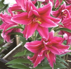 楽天市場 ユリ 八重咲き 球根 ガーデニング 農業 花 ガーデン Diyの通販