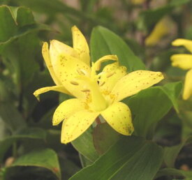 楽天市場 ほととぎす 花の通販