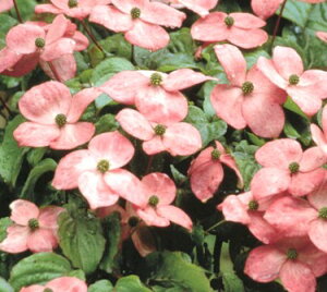 ヤマボウシ 苗の人気商品 通販 価格比較 価格 Com