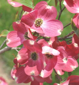 楽天市場 花の苗物 種類 植物 ハナミズキ 苗物 ガーデニング 農業 花 ガーデン Diyの通販
