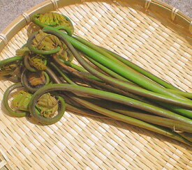 楽天市場 ゼンマイ 花 ガーデン Diy の通販