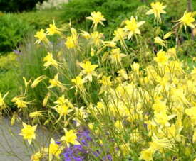 楽天市場 西洋 オダマキ 苗の通販