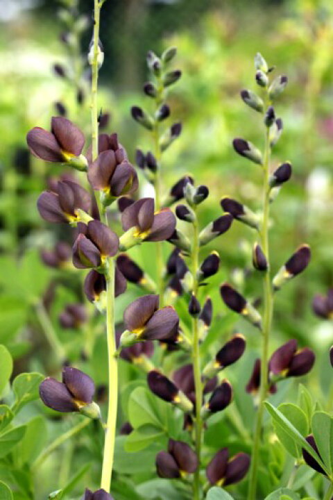 楽天市場 黒花センダイハギ ポット苗 1本 e フラワー 楽天市場 黒花センダイハギ ポット苗 1本 e フラワー