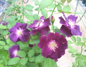 楽天市場 ラプソディーインブルー バラ苗の通販