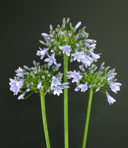 アガパンサス 苗の人気商品 通販 価格比較 価格 Com