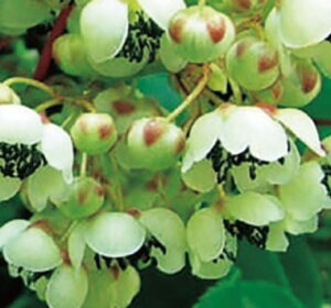 iTiVp̎jxr[LEC@CL@|bgc@1{