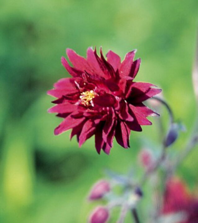 楽天市場 西洋オダマキ ボルドーバロー ポット苗 2株 ｅ フラワー