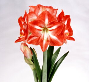 球根 アマリリス 球根の人気商品 通販 価格比較 価格 Com
