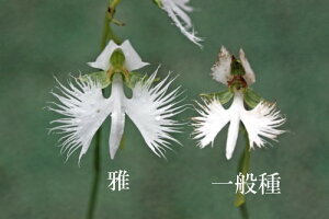 球根 サギソウの人気商品 通販 価格比較 価格 Com