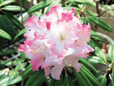 【楽天市場】シャクナゲ のぞみ さし木6年生6号 1本(入荷予定:2024年2月頃):e-フラワー