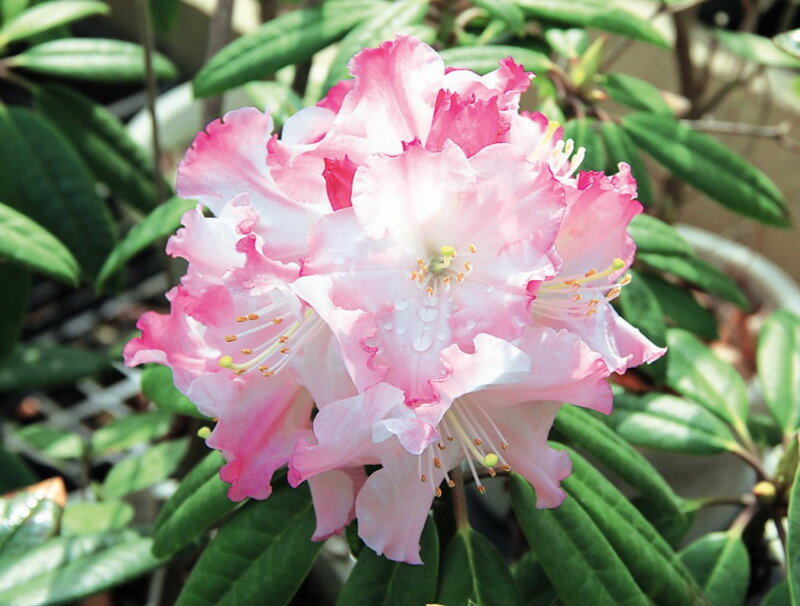 【楽天市場】シャクナゲ　のぞみ　さし木6年生6号　1本（入荷予定：2024年2月頃）：ｅ-フラワー