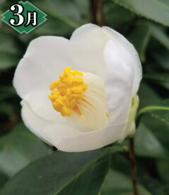 白花ヤブツバキ　さし木苗　1本（入荷予定：2024年2月頃）