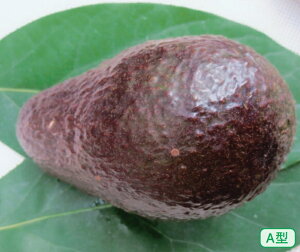 iA^jA{Jh@LVR[@ږ5@1{i󒍔j