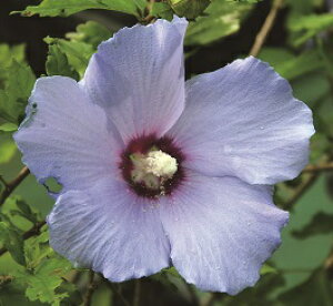 ムクゲ 夏空 ポット苗 1本