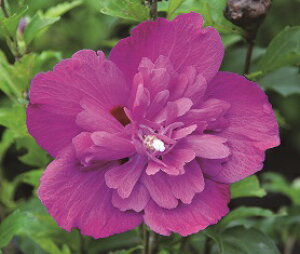 ムクゲ 光花笠(ひかりはながさ) ポット苗 1本