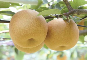 ナシ 甘ひびき(PVP) 接木苗 1本