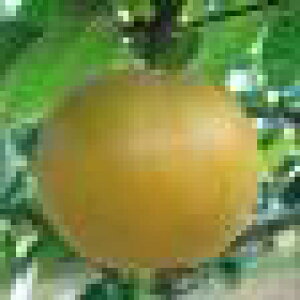 ナシ なるみ(PVP) 接木苗 1本