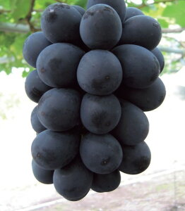 uhE@iKmp[viPVPj@ږؕc@1{