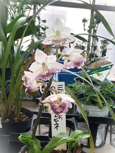 限定株!エビネ 三蝶咲き丹頂花 ポット植え 1株