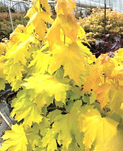 mEF[JGf@vXgS[h@3.5|bgc@1{