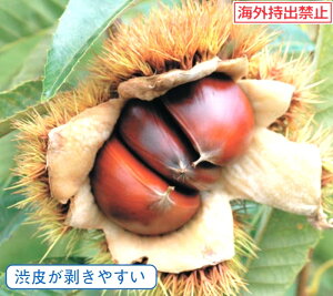 N@ۂ낽@PVP@ږؕc@1{