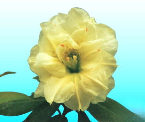 d炫qJQccW@No.41@3|bgc@1