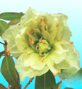 d炫qJQccW@No.38@3|bgc@1