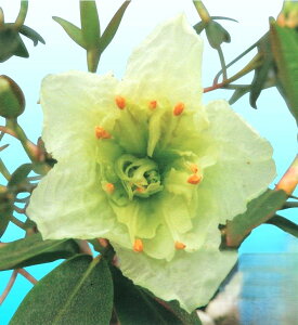 d炫qJQccW@No.37@3|bgc@1