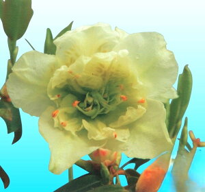 ���d�炫�q�J�Q�c�c�W�@No.23�@3���|�b�g�c�@1��