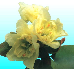 ���d�炫�q�J�Q�c�c�W�@No.7�@3���|�b�g�c�@1��