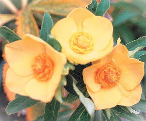 NX}X[Y@cz@VOS[hlN^[n@2.5|bg@1