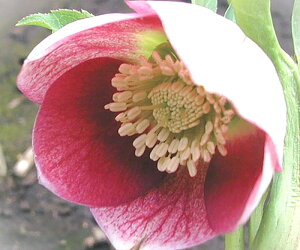 NX}X[Y@cz@VOo[Vun@2.5|bg@1