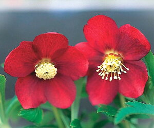 クリスマスローズ 野田交配 シングル赤系 2.5号ポット 1株