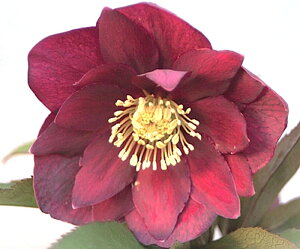 �N���X�}�X���[�Y�@��c��z�@�_�u���Ԍn�@2.5���|�b�g�@1��