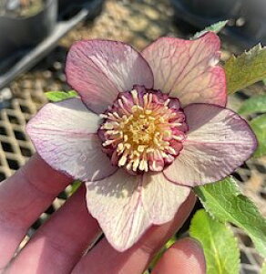 NX}X[Y@cz@Z~_ulIn@2.5|bgc@1