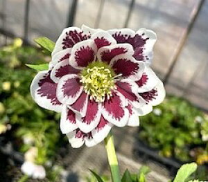 NX}X[Y@cz@_uub`X|bgn@2.5|bg@1